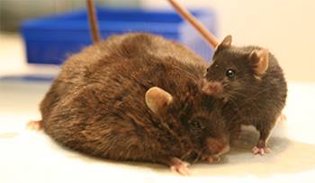 Two mice in a lab Two mice in a lab