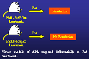APL as a novel paradigm for experimental therapeutics
