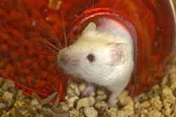 Improving human health through preclinical trials in mouse models of human disease