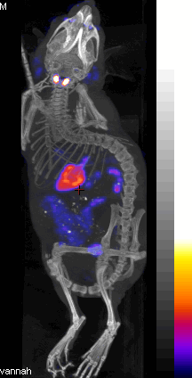  > Small Animal Imaging Core SMALL ANIMAL IMAGING CORE Longwood Small Animal Imaging Facility (SAIF) SAIF Services Study Initiation SmallerLarger Small Animal Imaging Core