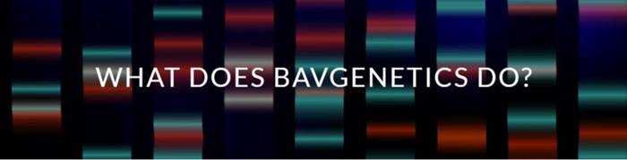 What Does BAVgenetics do