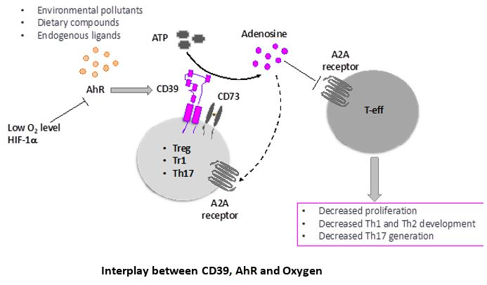 Interplay between CD39, AhR and Oxygen Interplay between CD39, AhR and Oxygen