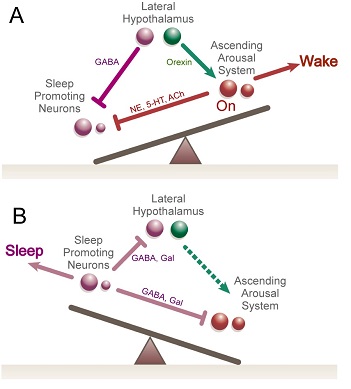 Figure 3 Saper Lab