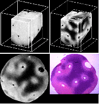 Cultured Tissue
