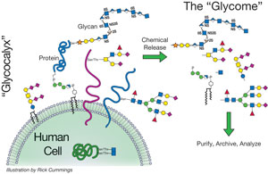 Glycome