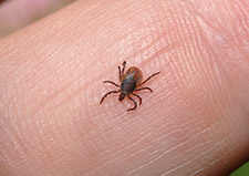 tick zoom