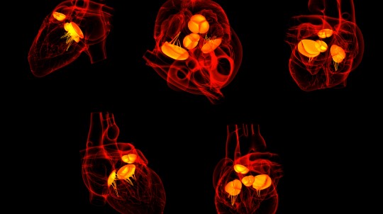 Hearts and valves