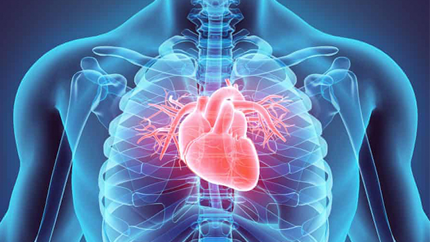 3D illustration of a heart